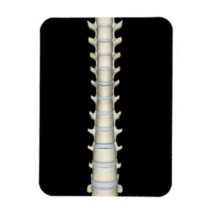 Imán Vértebras lumbares y torácicas