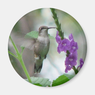 Imán Vervain Magnet