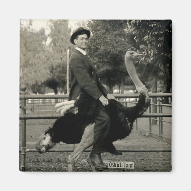 Imán Viaje De Ostrich En 1910 (Frente)