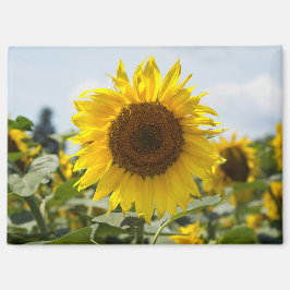 Imán - Vibrancia de girasol
