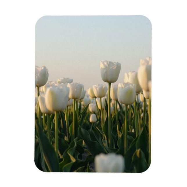 Imán Vibrant white and Red Tulips Garden Photo Magne (Vertical)
