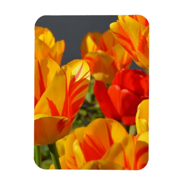 Imán Vibrant Yellow and Red Tulips Garden Photo Magnet (Vertical)