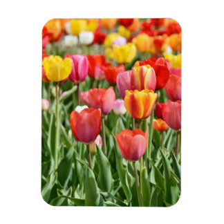 Imán Vibrant Yellow and Red Tulips Garden Photo Magnet