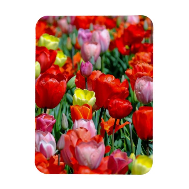 Imán Vibrant Yellow and Red Tulips Garden Photo Magnet (Vertical)