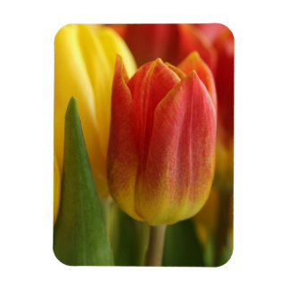 Imán Vibrant Yellow and Red Tulips Garden Photo Magnet
