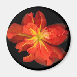 Imán Vibrante Naranja Begonia Macro