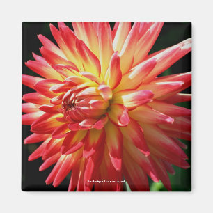 Imán Vibrante Red Dahlia Flower PhotoMagnet