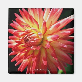 Imán Vibrante Red Dahlia Flower PhotoMagnet