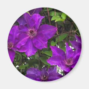 Imán Vid púrpura brillante del Clematis de Jackmanii