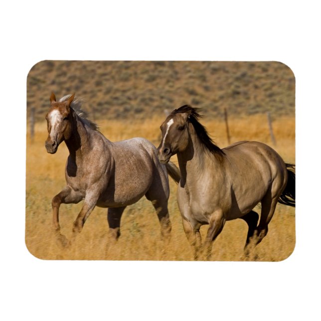 Imán Vida en rancho en The Ponderosa Ranch (Horizontal)