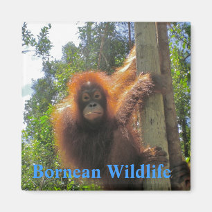 Imán Vida silvestre de Borneo