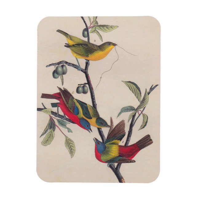 Imán Vida silvestre de las aves de Bunting de Audubon (Vertical)