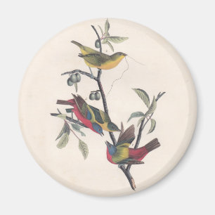 Imán Vida silvestre de las aves de Bunting de Audubon