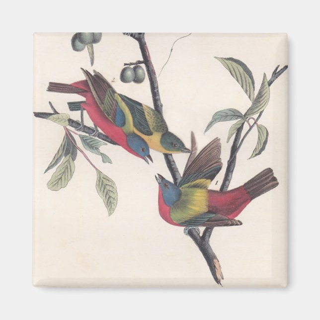 Imán Vida silvestre de las aves de Bunting de Audubon (Frente)