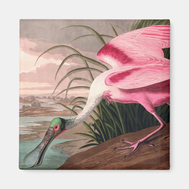 Imán Vida silvestre de los pájaros roseados Spoonbill A (Frente)