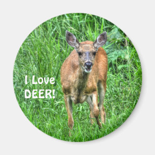 Imán Vida silvestre Grazing Deer & Grass para los amant