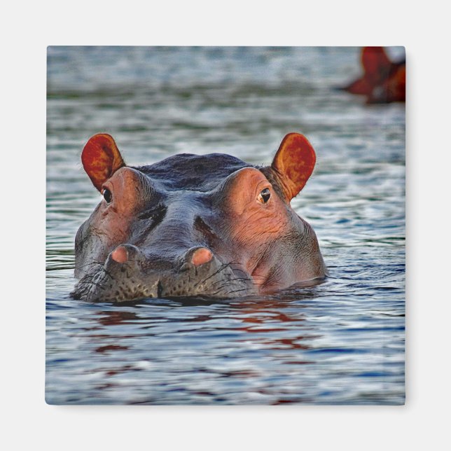 Imán Vida silvestre Hippo Water Photo (Frente)