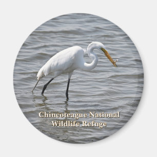 Imán Vida silvestre nacional de Chincoteague Gran Heron