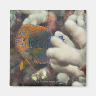 Imán Vida subacuática; PESCADOS: Un retrato de un