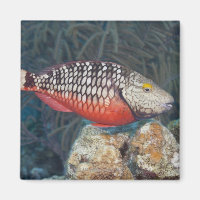 Vida submarina, FISH: un colorido Stoplight