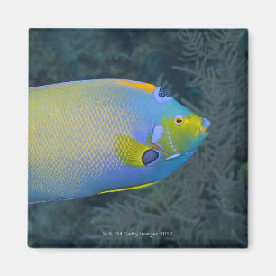 Imán Vida submarina; PESCA: pez ángel de la reina