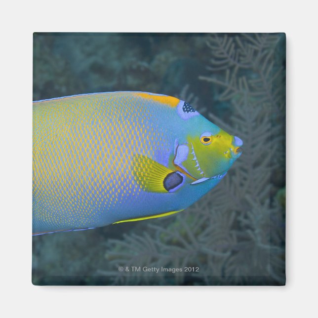 Imán Vida submarina; PESCA: pez ángel de la reina (Frente)