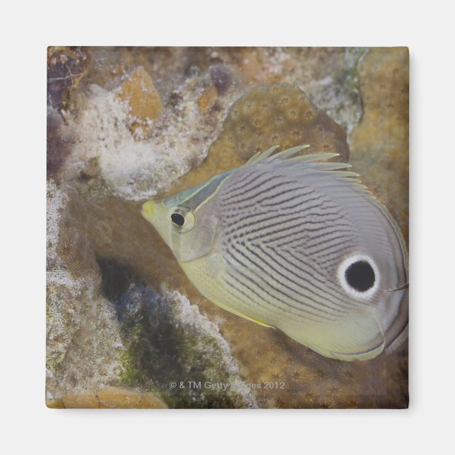 Imán Vida submarina, PESCADO: Un pez mariposa de foie (Frente)