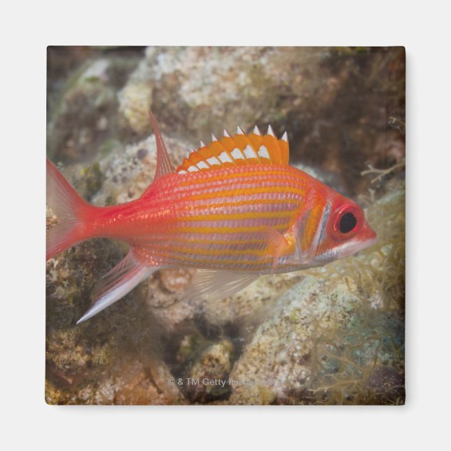 Imán Vida submarina, PESCADO: una ardilla de Longjaw (Frente)