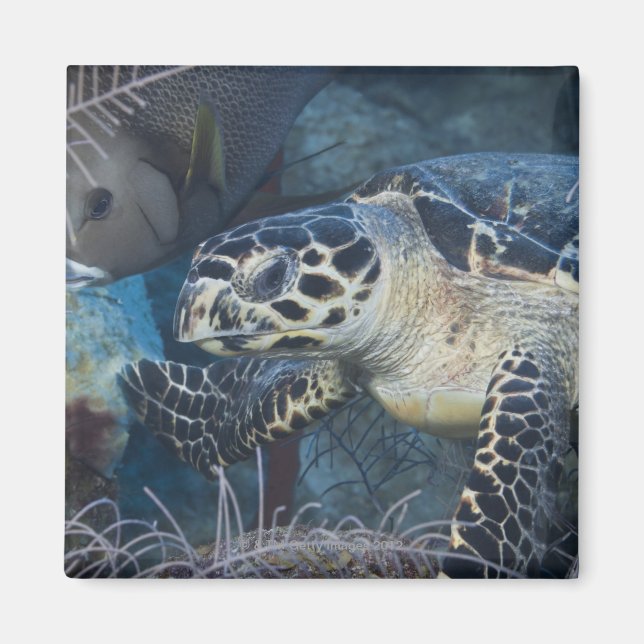 Imán Vida submarina: Una tortuga marina de Hawksbill (Frente)