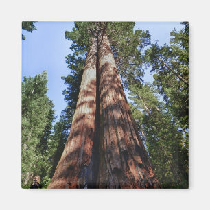 Imán Vídeo de una mujer en la base de secuoyas masivas