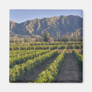 Imán vides de Cabernet Sauvignon en Huailai Rongchen