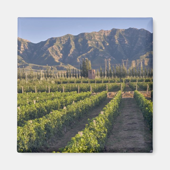 Imán vides de Cabernet Sauvignon en Huailai Rongchen (Frente)