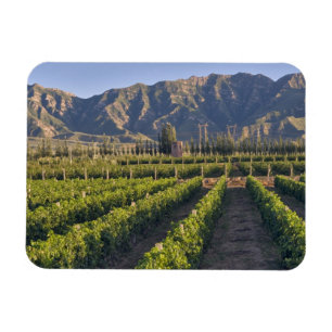 Imán vides de Cabernet Sauvignon en Huailai Rongchen