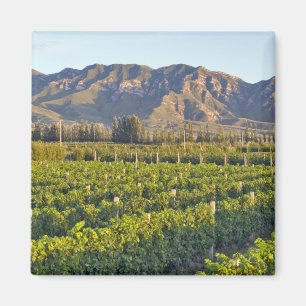Imán vides de Cabernet Sauvignon en Huailai Rongchen 2