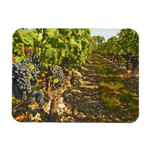 Imán vides de Cabernet Sauvignon en una fila en la