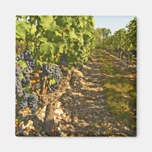 Imán vides de Cabernet Sauvignon en una fila en la