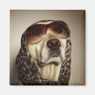 Imán Vidrios de sol del labrador retriever que llevan