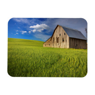 Imán Viejo granero en campo de trigo de primavera