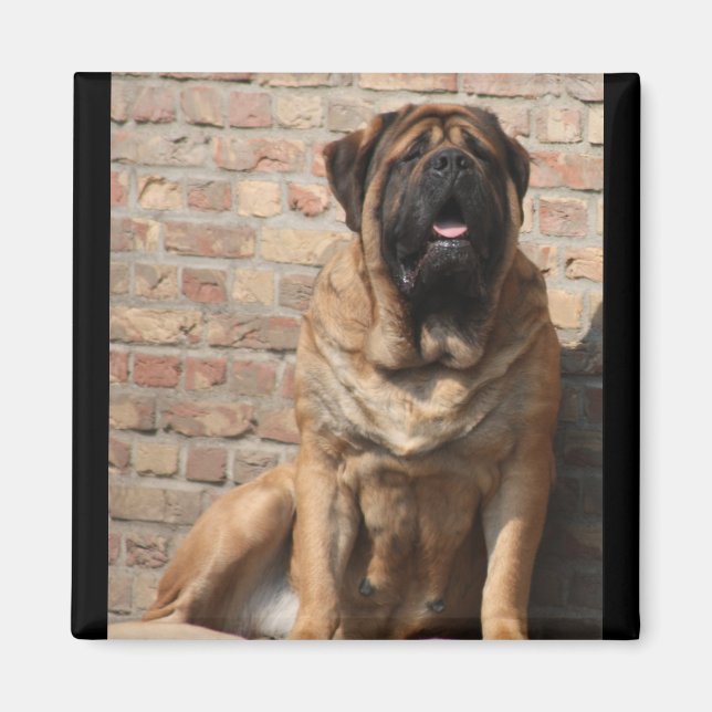 Imán viejo inglés Mastiff (Frente)