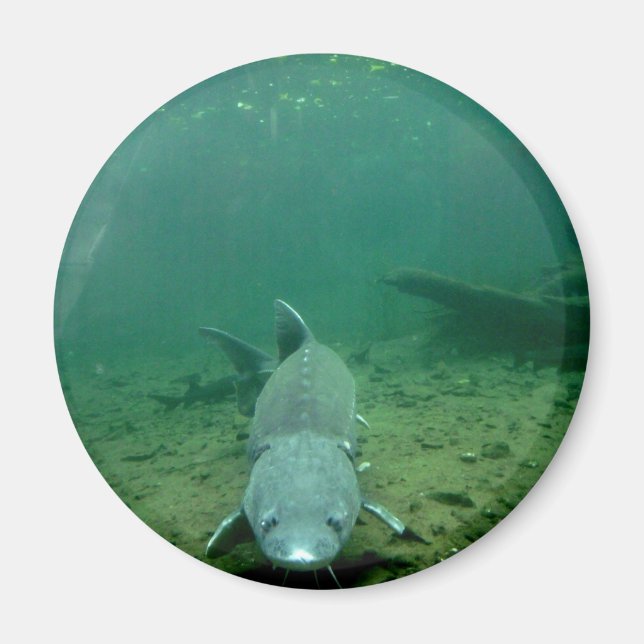 Imán Viendo a un monstruo (Frente)