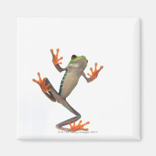 Imán Vientre de las ranas
