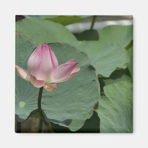 Imán Vietnam, cerca de Saigón) My Tho. Vinh Trang 2