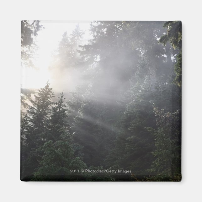 Imán Vigas de niebla y sol en un bosque de Washington (Frente)