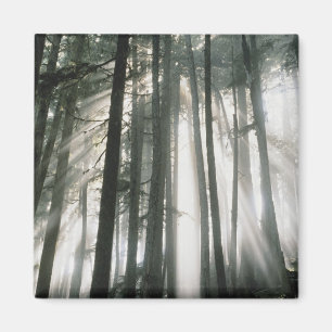 Imán Vigas de sol fluyendo por los árboles, Monte Rain