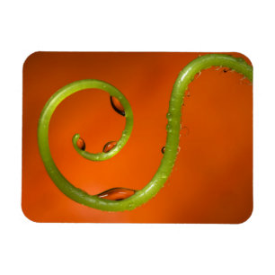 Imán Vine licial con agua, California