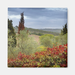 Imán Viñedo cerca de Montalcino, Toscana, Italia