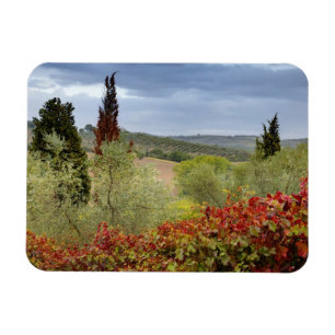 Imán Viñedo cerca de Montalcino, Toscana, Italia