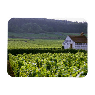 Imán viñedo Chambertin Clos de Beze Grand Cru con