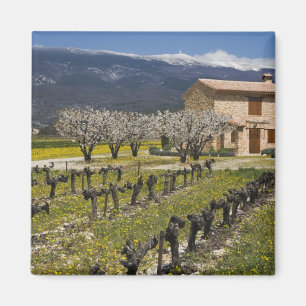 Imán Viñedo inactivo, flor de fruta, casa de piedra,