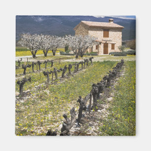 Imán Viñedo inactivo, flores de frutas, casa de piedra,